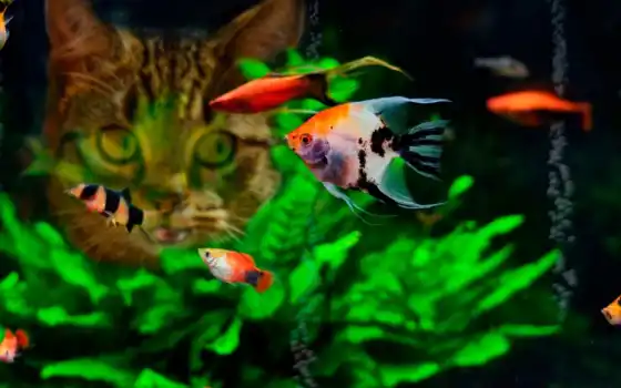 рыба, животное, кот, аквариум, тема, тропический