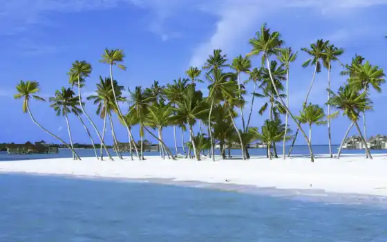 palm, island, trees, maldives, indian, ocean, wall