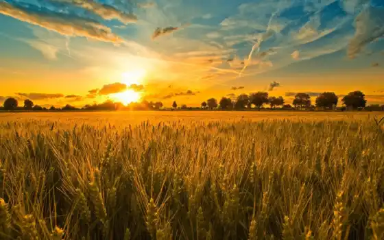 поле, закат, пшеница, со, grains, ears, rye, вечер, 