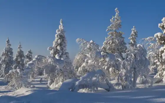 зима, рождество, серебро, лес, деревья, русский,