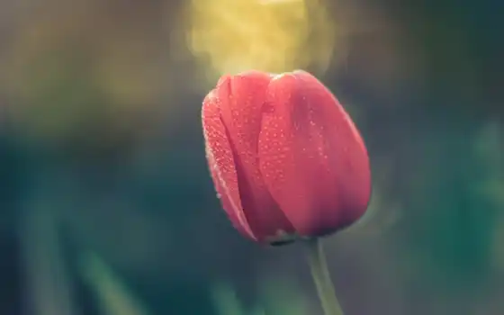 тюльпан, цветы