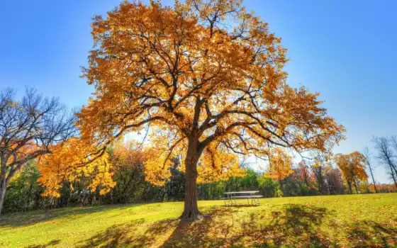 дерево, oir, осень, дуб