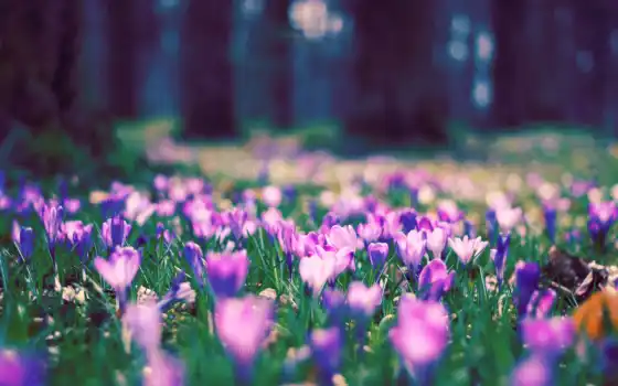 цвет, весна, фиолетовый, кружевной, натуральный, вес, парк