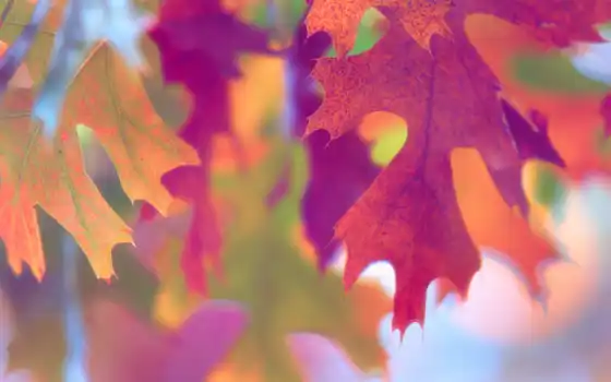 макро, осень, краски, листва, 