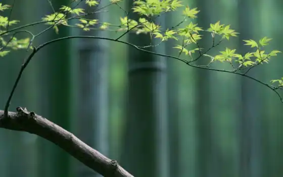 бамбук, клен, ветвь, японки, деревянный, дисциплинированный, цвет, восточная,