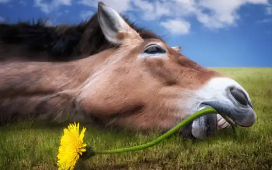 лошадь, лошади, морда, цветка, одуванчика, цветы, стебель, зубами, перекусить, трава, пытается, 