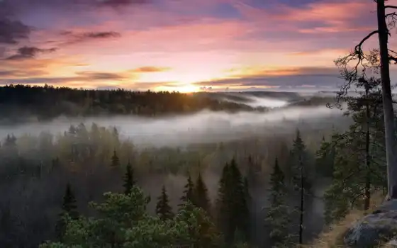 туман, лес, природа, дым, дерево