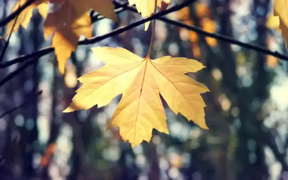 осень, лист, maple, wallpaperscave