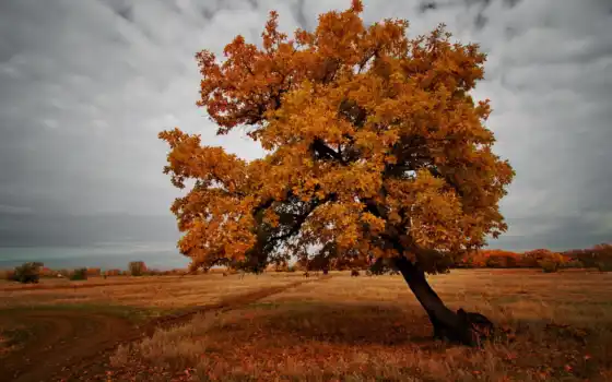 природа, поле, пейзаж, дерево, осень, картинка, 