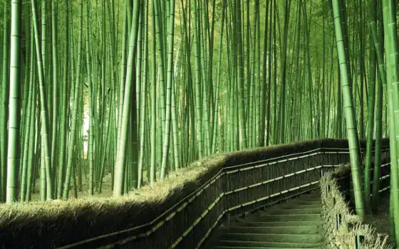 бамбук, дерево, трава, свинец, зелень, я