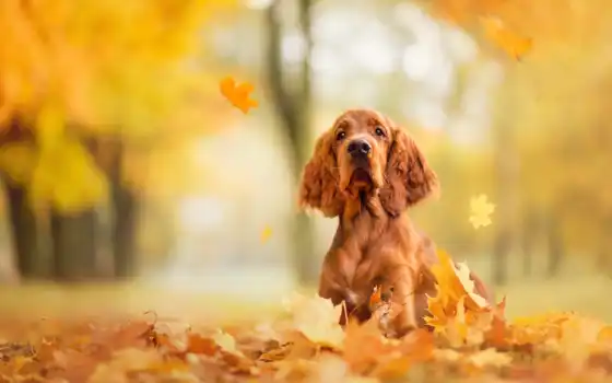 собака, осень