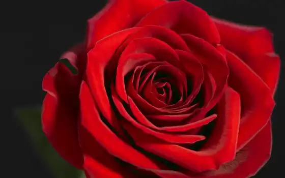 обои, обои, обои, hd, настольные, механические, или, фон, красный, пачка, краска, цветы, роза, صور, цветок, рубль, fleur, annie, червона,