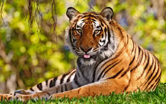 обои, тигр, hd, обои, настольные, тапети, бесплатные, за, животные, язык языка, трава, фотографии,