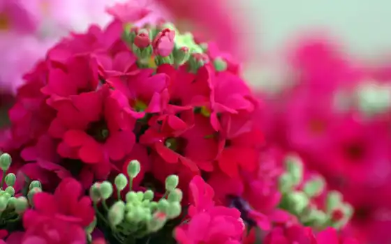flower, photography, flowers, vol, flowering, shows, nature, market, plants, герань, 
