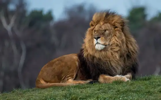 льв, король, холм, животное, косяк, биг, любовь, безмолвное, социальное