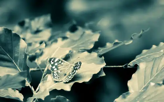 кришнамуртус, бабочка