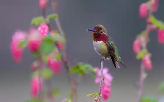птица, колибри