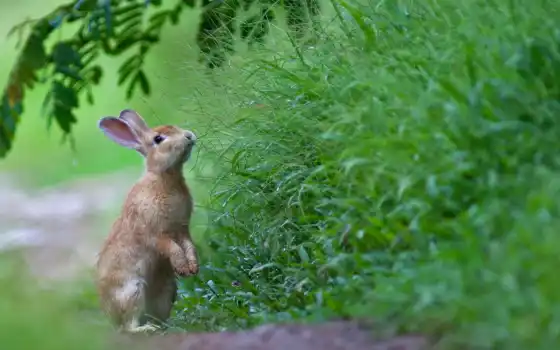трава, кролик