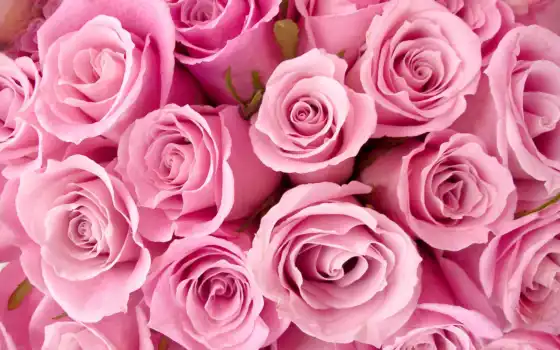 цветы, розовые, розы, розовый, картинка, бутоны, букет, прекрасные, стебли, 