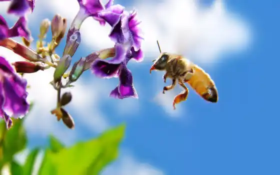 пчелка, цветы, мед, 