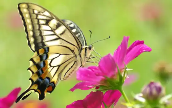 бабочка, бабочки, цветке, макро, you, красивая, 