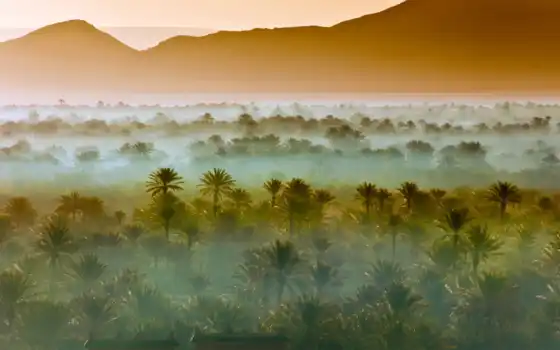 palm, близко, оазис, дерево, morocco, zagora, hotel, восход, фото