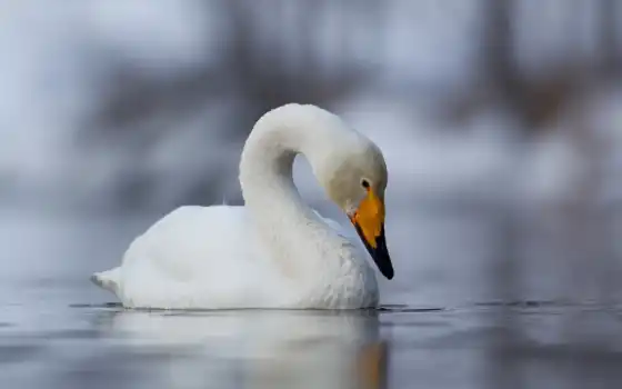 обои на рабочий стол, красивые картинки, картинки для ipad, обои для android