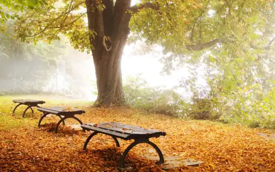 осень, парк, ливан, промок, сад, скамейка, лавки,