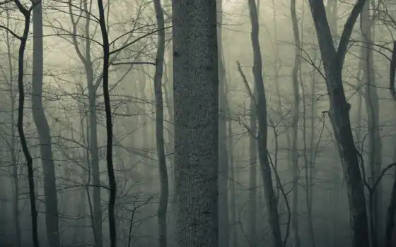 лес, деревянный, тени, грудное, мрачное, соск, действительность, фон
