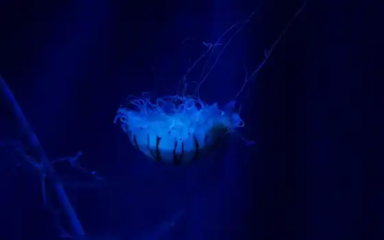 под водой, медузы, синяя