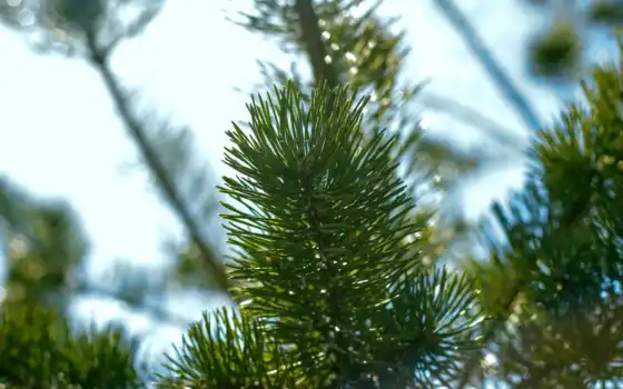 pine, дерево