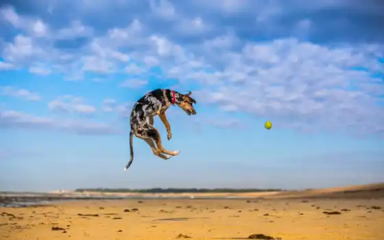 мяч, прыжок, animal, собака