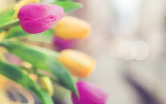 цветы, тюльпан, yellow, размытость, focus, розовый, foto, mercado, tulipane