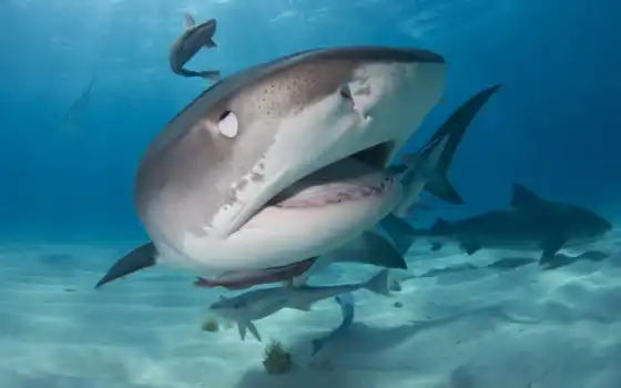 акула, тигр, пляж, white, bahama, вектор, swimming, blue, фото, great, ocean