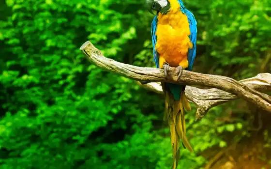 попугай, ара, птица, синий, желтый, животное, живые