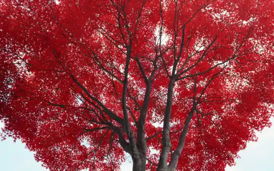 дерево, разных, красными, листьями, 