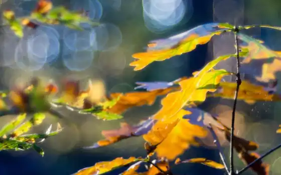 макро, листья, осень, картинка, 