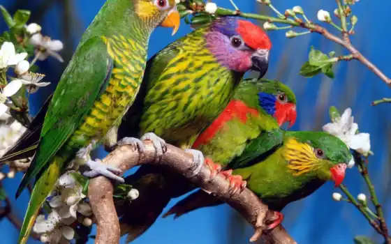 oiseau, попугай, свинца, ветвь, многоцветный, продукт, амура, чез, куба, перрокет, bête