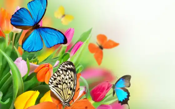 бабочка, gamerwall, цветы