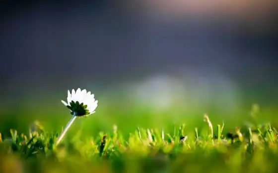 цветок, трава, природа, телефон,