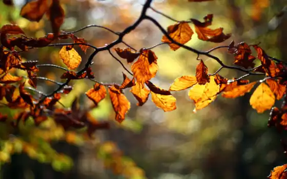 осень, instagram, ли, дерево, ветвь, тематические, в универмаг,