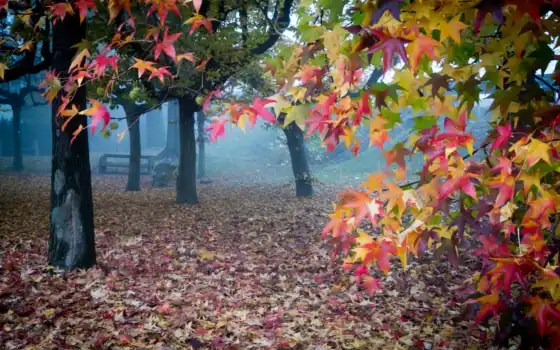 осень, туман, листья, сад, 