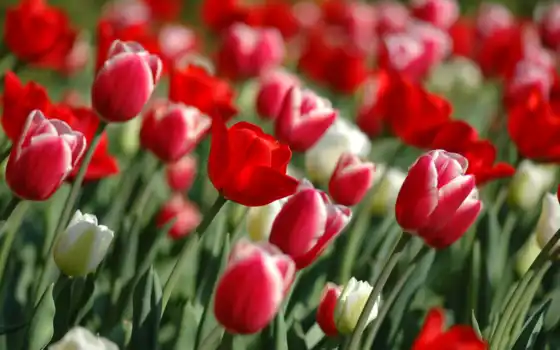 тюльпаны, натуральные, тюльпаны, весна, бесплатно,