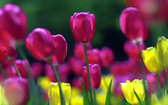 тюльпаны, цветы, поле, 