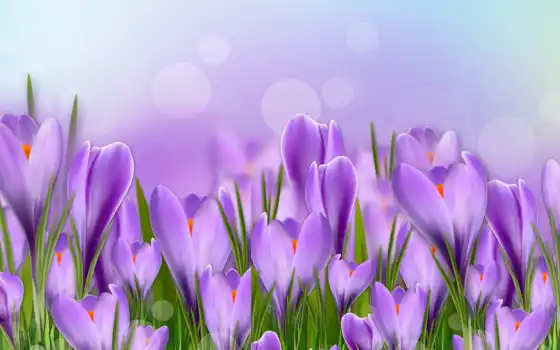 цветы, крокус, весна, фиолетовый