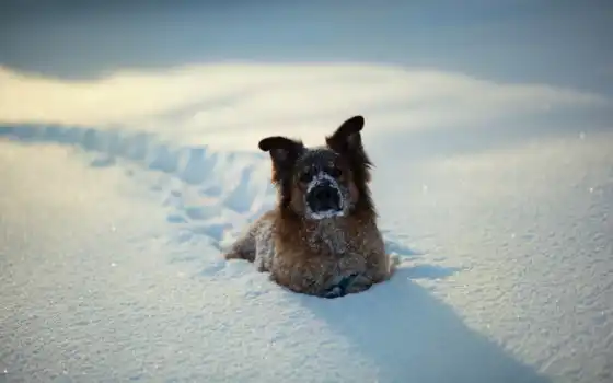собака, снег, зима, животное, мелкопитающее, загар