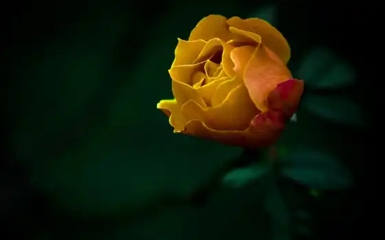 роза, цветы, природа, желтая, картинка, картинку, желтый, 