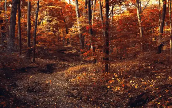 тропинка, лес, осень, деревья, в оригинале, независимо от того, ведет ли речь,