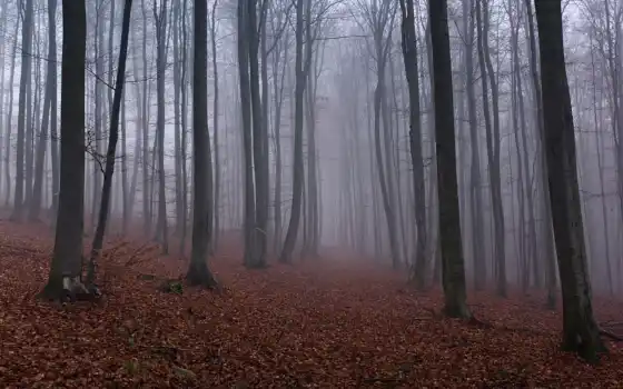 осень, лес, красивый, тумане, 