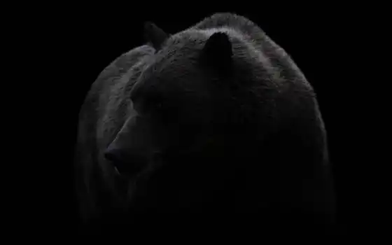 черный, медведь, белый